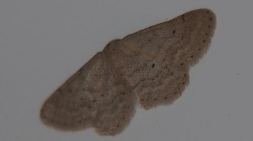 Réf. 287 369 : Idaea belemiata